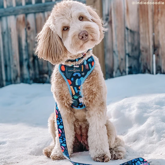 Lucy&Co Reversible Dog Harness: Singing in the Rain