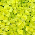 Lysimachia num aurea 1 qt