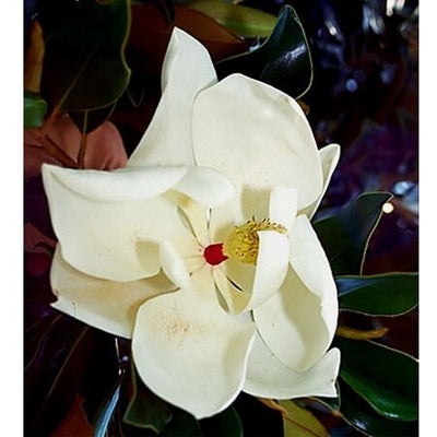 Magnolia gr Little Gem #7