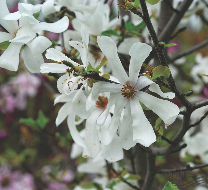 Magnolia loeb Merrill 5'