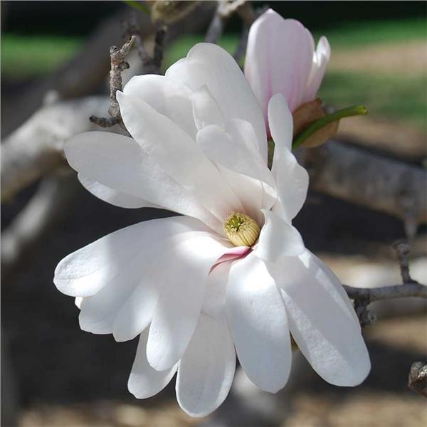 Magnolia st Royal Star 3'