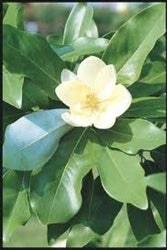 Magnolia v Moonglow TF #10