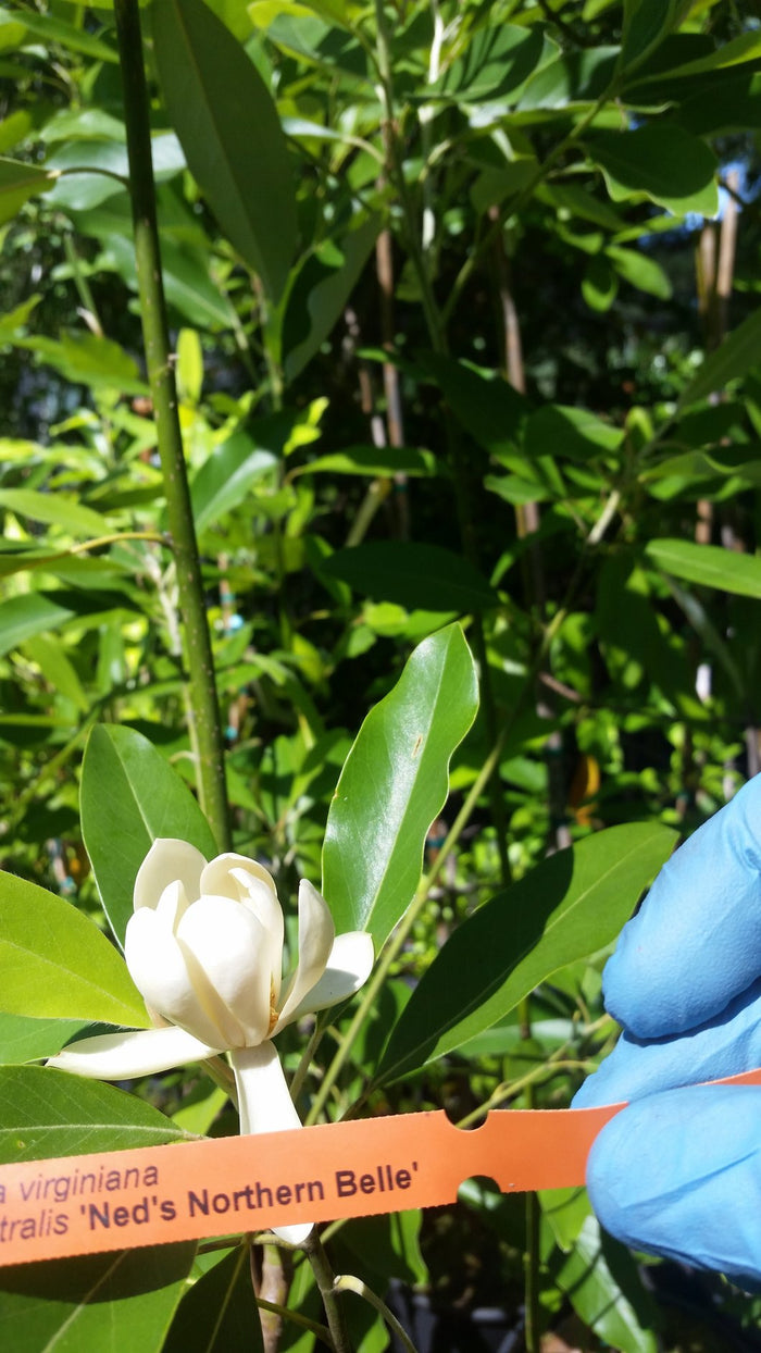 Magnolia v Ned's Northern Belle #7