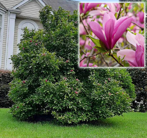 Magnolia x Ann 5'