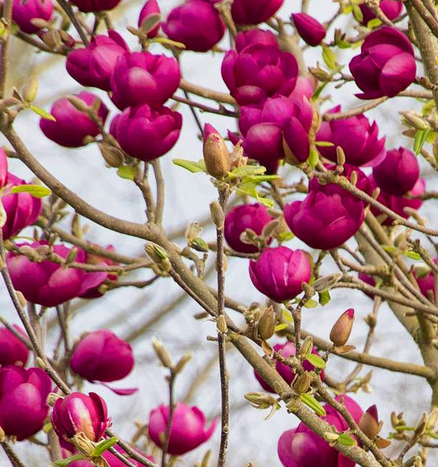 Magnolia x Black Tulip #7 TF
