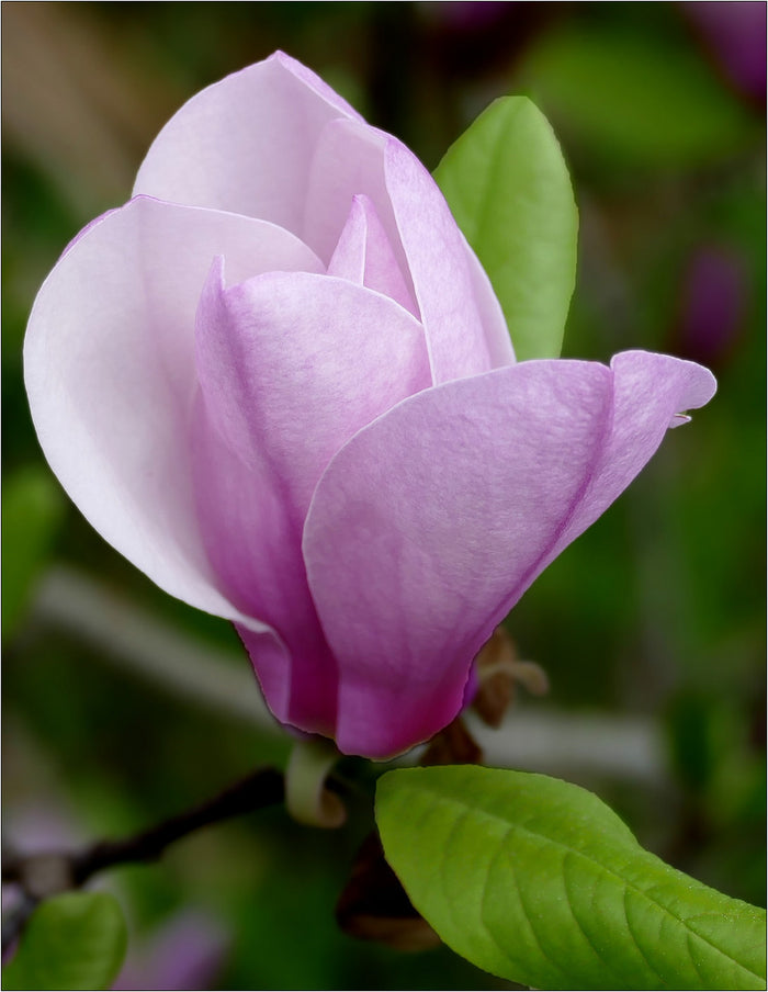Magnolia x Jane 5'