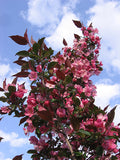 Malus Gladiator #10