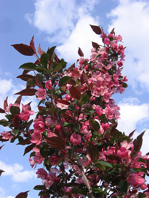 Malus Gladiator #10
