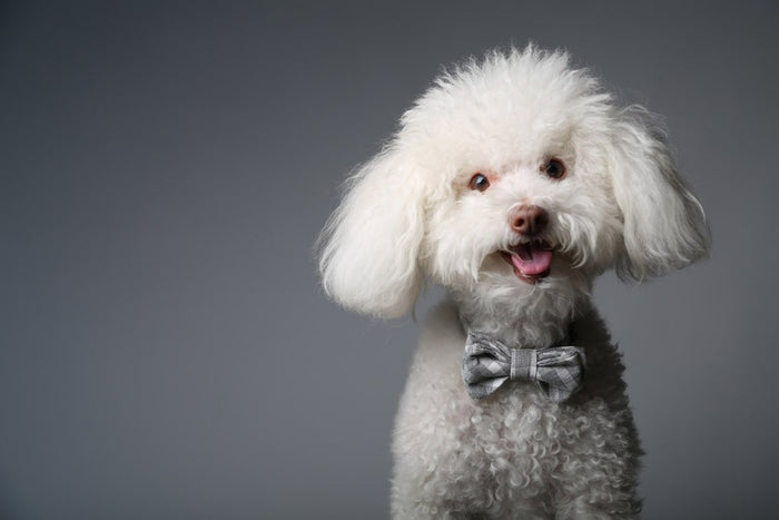 MaxBone Chloe Dog Bow Tie