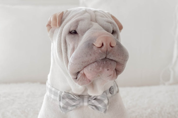 MaxBone Chloe Dog Bow Tie