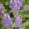 Nepeta Little Titch #1