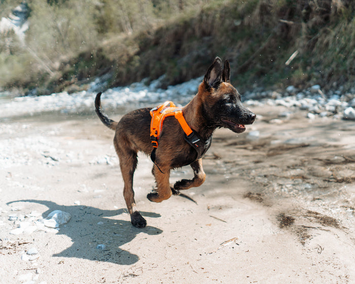 Non-Stop Dog Wear Ramble Harness | Adjustable Dog Harness