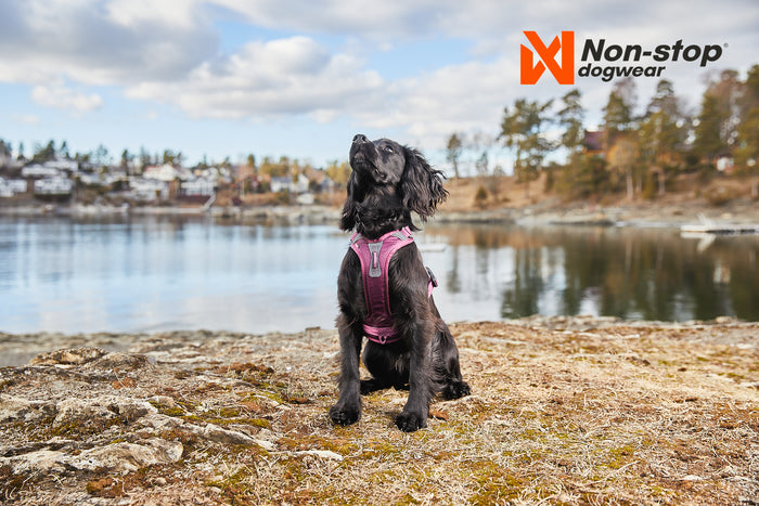 Non-Stop Dog Wear Ramble Harness | Adjustable Dog Harness