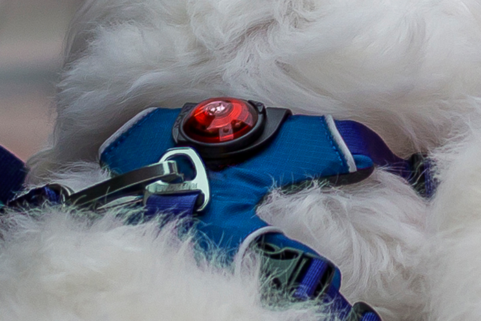 Orbiloc Clip heavy duty safety light mount attachment for pet gear