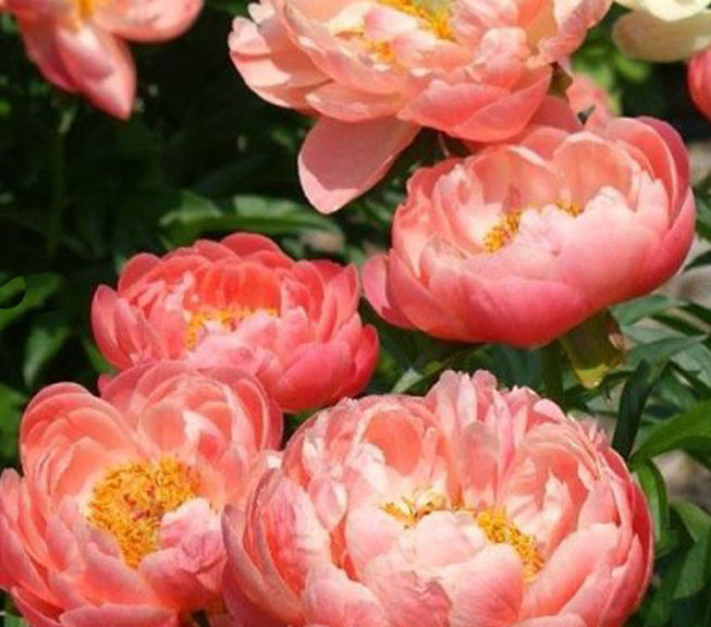 Paeonia Coral Sunset #2