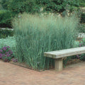 Panicum v Heavy Metal #3