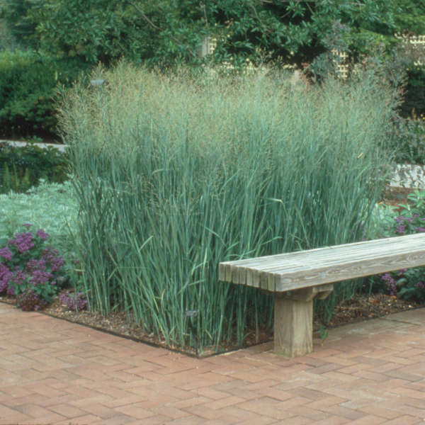 Panicum v Heavy Metal #3