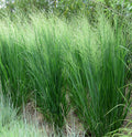 Panicum v Northwind #3