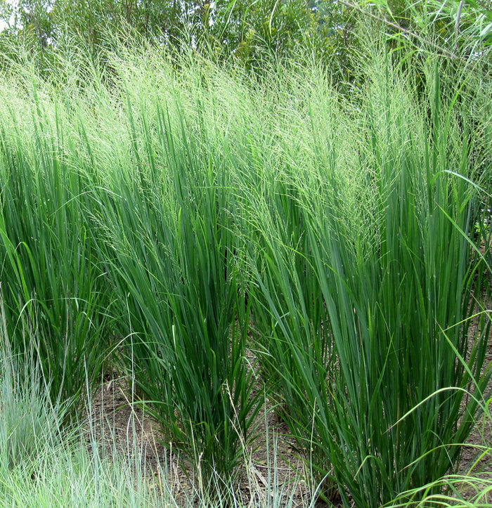 Panicum v Northwind #3