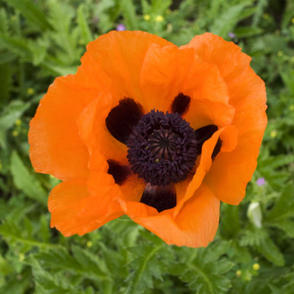 Papaver o Prince of Orange #1