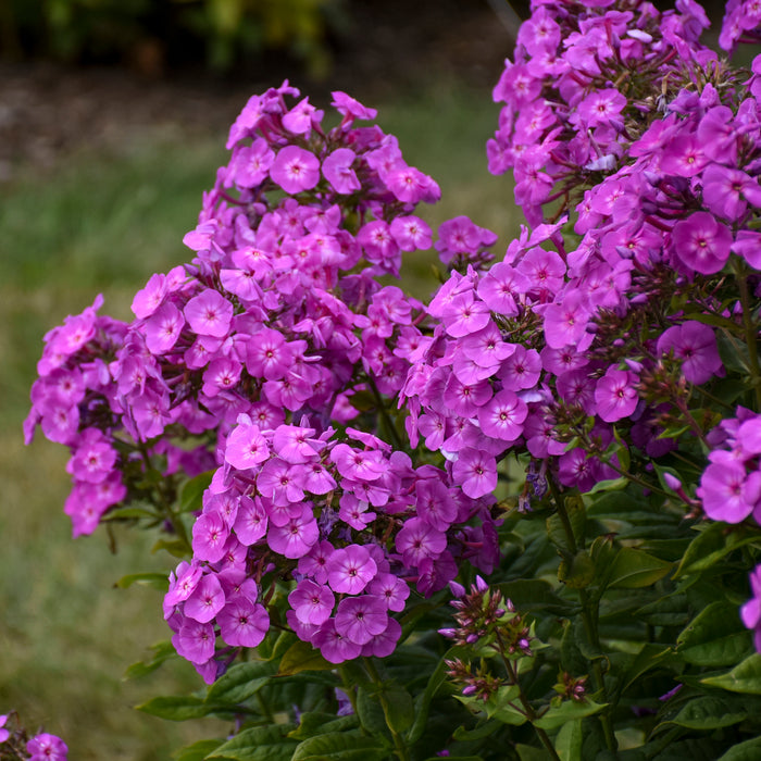 Phlox pan Cover Girl #1