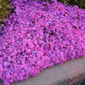 Phlox sub Drummond's Pink #1
