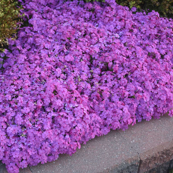 Phlox sub Drummond's Pink #1