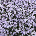 Phlox sub Emerald Blue #1