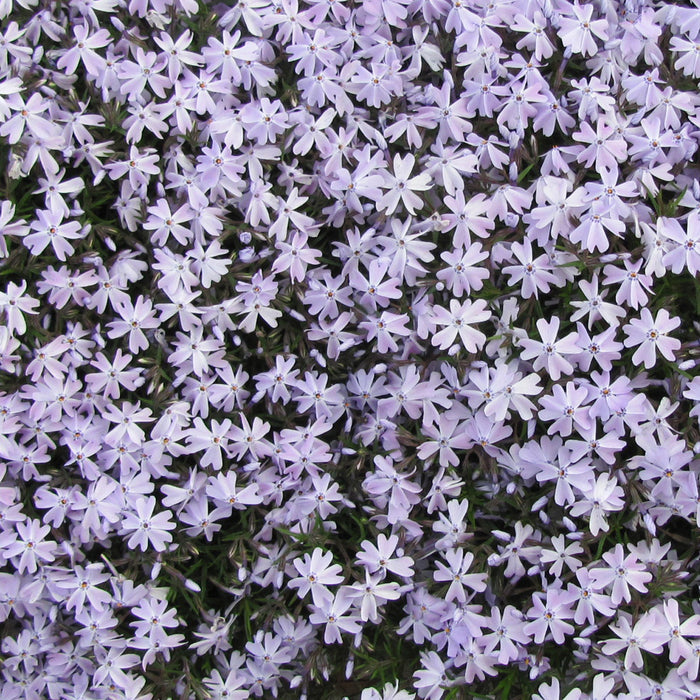 Phlox sub Emerald Blue #1