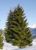 Picea abies 3'