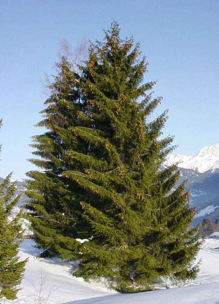 Picea abies 6'