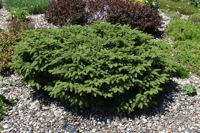 Picea abies Elegans #3