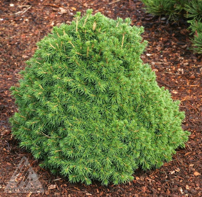 Picea abies Tompa #6