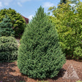 Picea glauca Big Berta #6