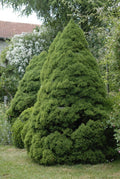 Picea glauca Conica #10