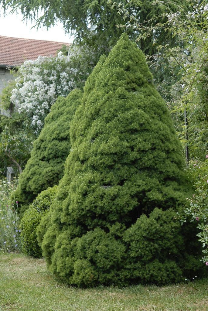 Picea glauca Conica #10