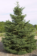 Picea glauca Densata 4'