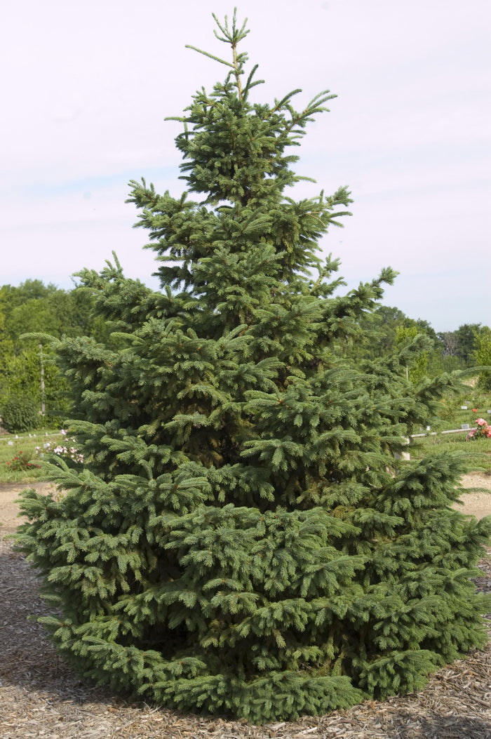 Picea glauca Densata 4'