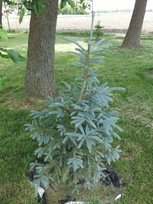 Picea glauca densata Whiskey Blue Hills 5'ht
