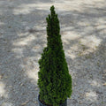 Picea glauca Jean's Dilly #3
