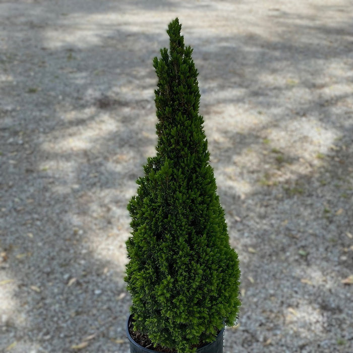 Picea glauca Jean's Dilly #3