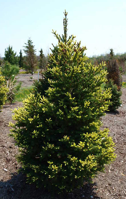 Picea glauca Mac's Gold #6