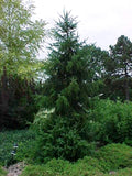 Picea omorika 4'