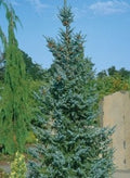 Picea omorika Riverside #6