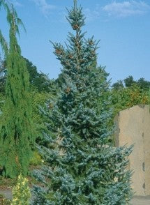 Picea omorika Riverside #6