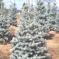 Picea pun Fat Albert 3'
