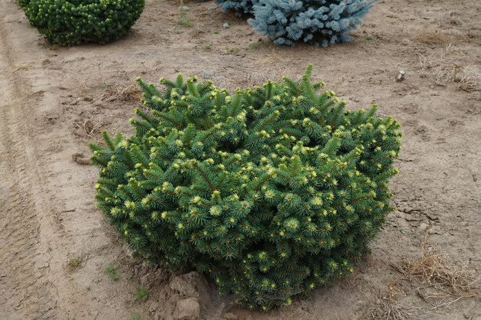 Picea pun Mrs Cesarini #6