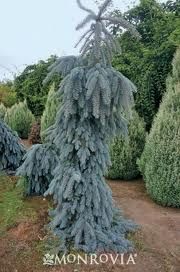 Picea pun The Blues #6