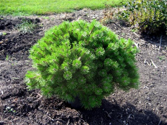 Pinus densiflora Low Glow #3