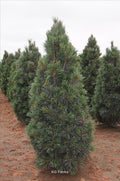 Pinus flex Vanderwolf's Pyramid 5'